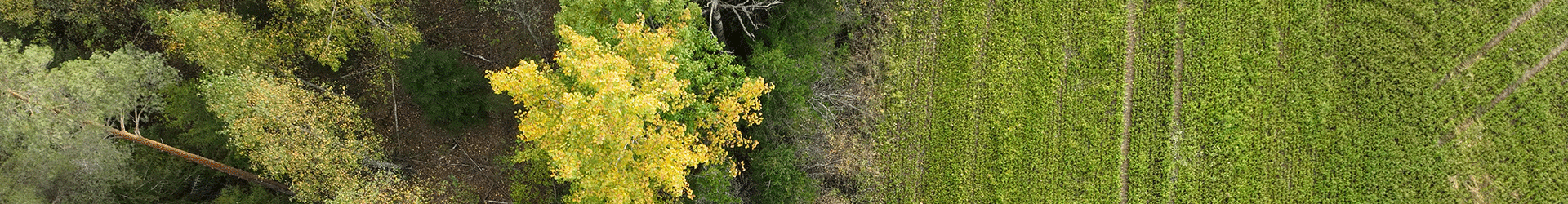 Ilmakuva pellosta ja metsästä